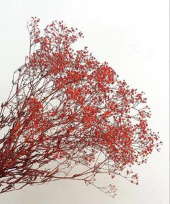 פרחים מיובשים גיבסנית אדומה