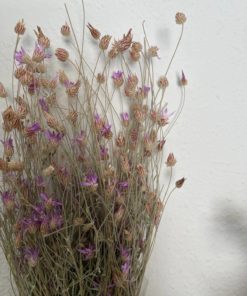פרחים מיובשים - האסטר ורדה סגלגל ולבן