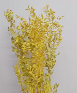 פרחים מיובשים - רוסקוס צהוב