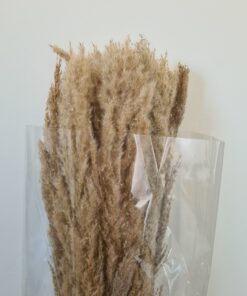 פרחים מיובשים בסיטונאות פמפס טבעי 110 ס"מ