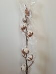 פרחים מיובשים ענף כותנה טבעית (6-8 ראשים)