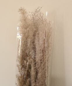 פרחים מיובשים בסיטונאות פמפס לבן 160 ס"מ