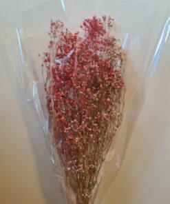 פרחים מיובשים גיבסנית ישראלית אדומה
