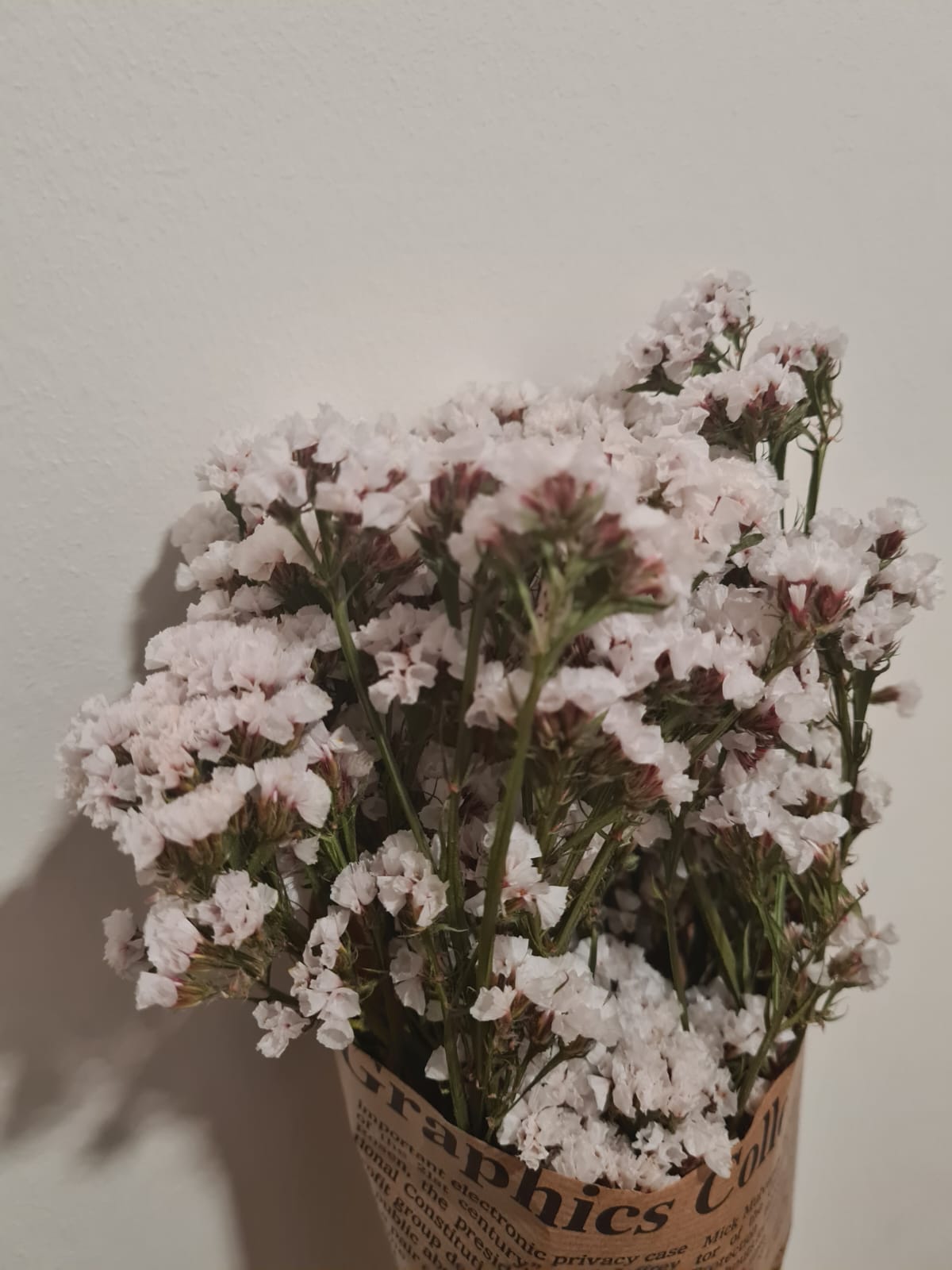 פרחים מיובשים עדעד לבן